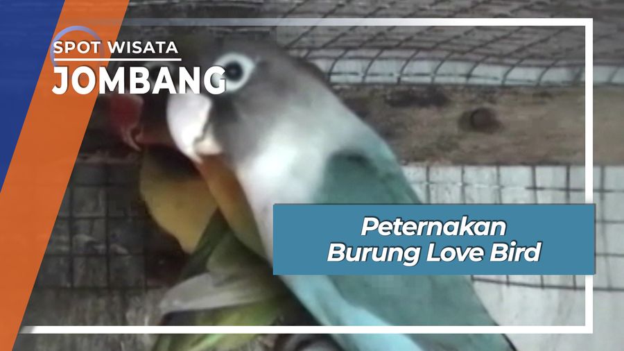 Peternakan Burung Love Bird, Jombang