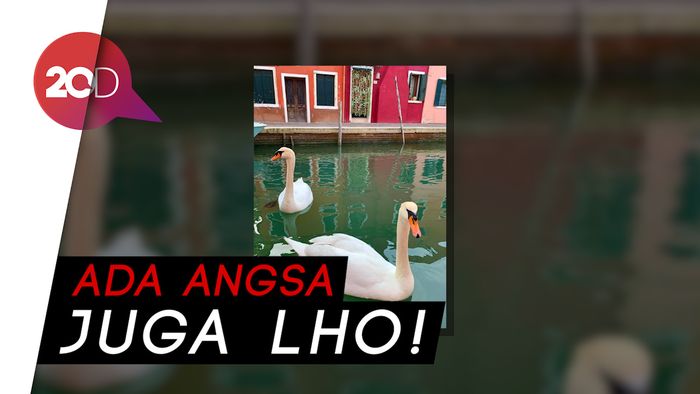 Italia Lockdown, Air Kanal Venesia Jernih dan Muncul Lumba-lumba