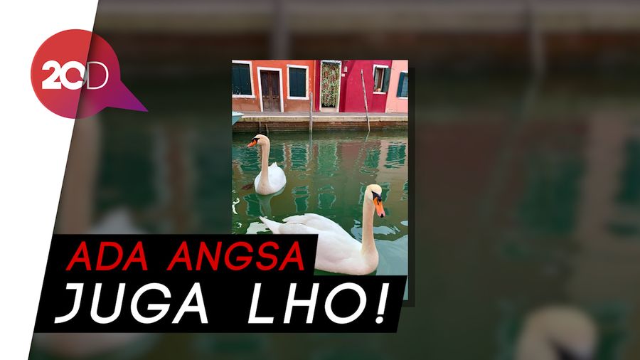 Italia Lockdown, Air Kanal Venesia Jernih dan Muncul Lumba-lumba