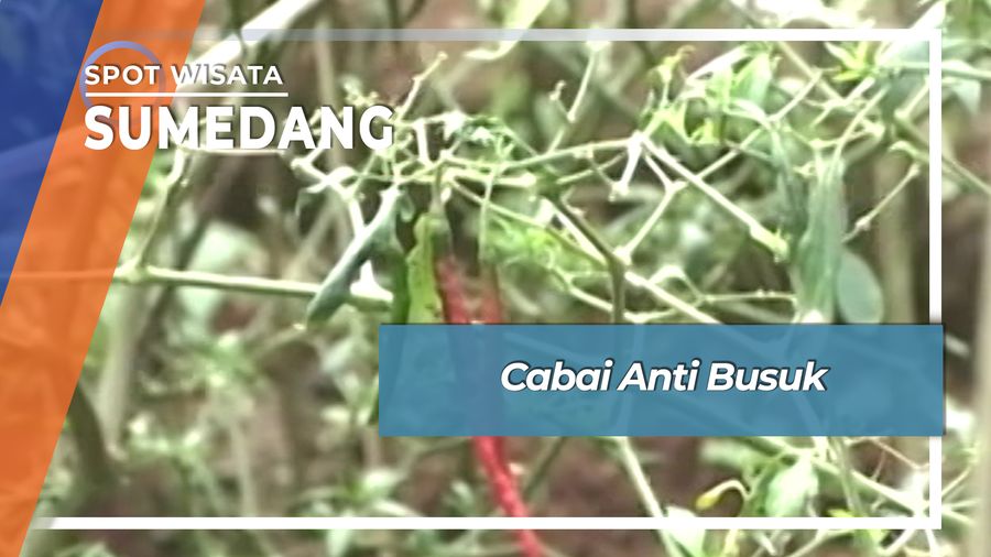 Cabai Anti Busuk Sumedang