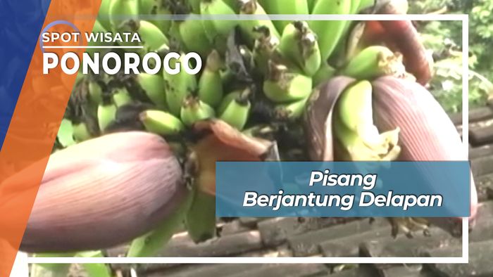 Khasiat Unik Pisang Berjantung Delapan Desa Cekok Babadan Ponorogo 