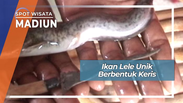 Hewan Unik Ikan Lele Unik Berbentuk Keris Kilangbango Kartoharjo Madiun