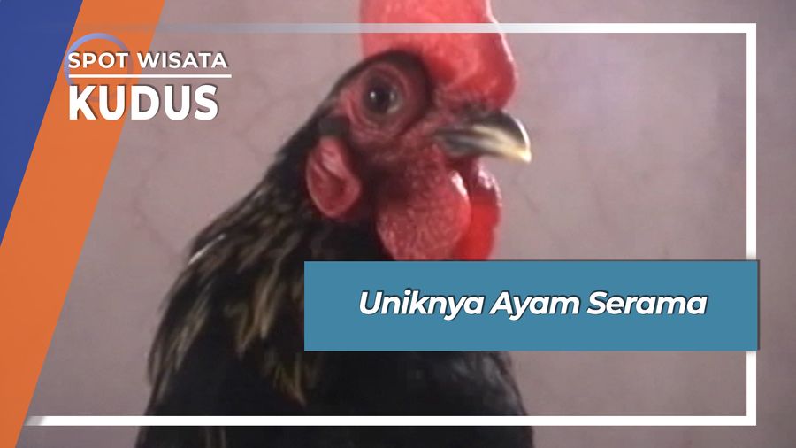 Serama, Uniknya Mungil Ayam Berharga Fantastis Desa Payaman Kudus