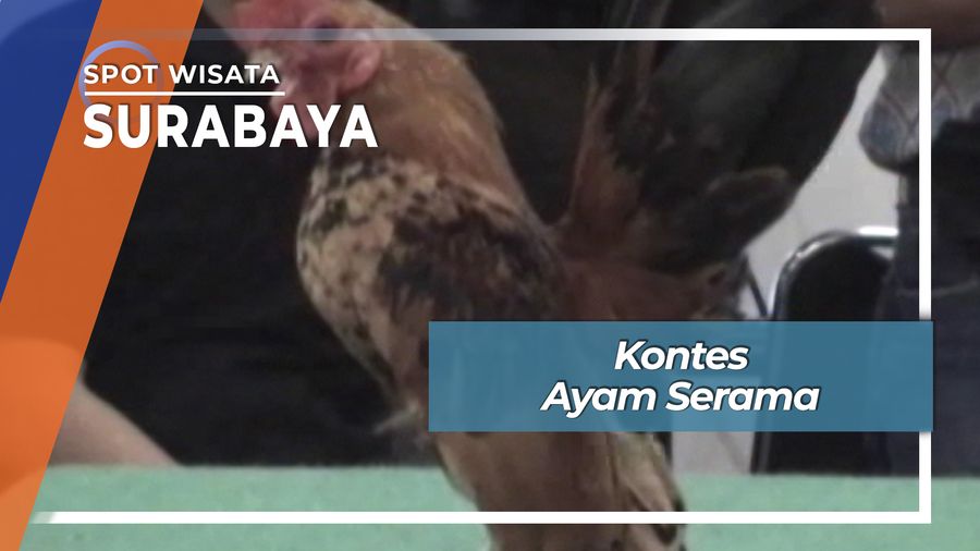 Serama, Ayam Terkecil Di Dunia Berkontes Surabaya
