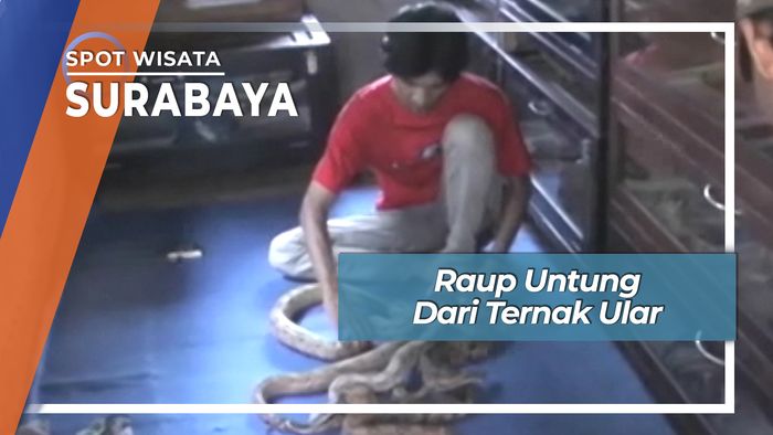 Samson Raup Untung Besar Ternak Ular Surabaya