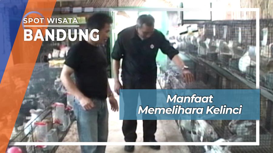 Ternak Kelinci Lucu Untung Besar Lembang Bandung Jawa Barat