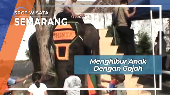Gajah Penghibur Anak Datang Ke Semarang Jawa Tengah