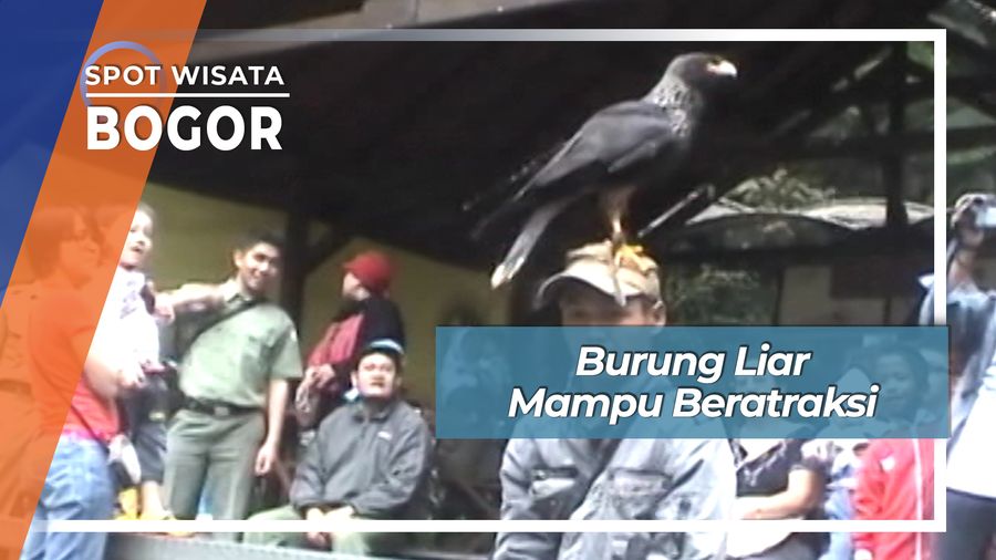 Burung Langka Eropa Beratraksi Cisarua Bogor
