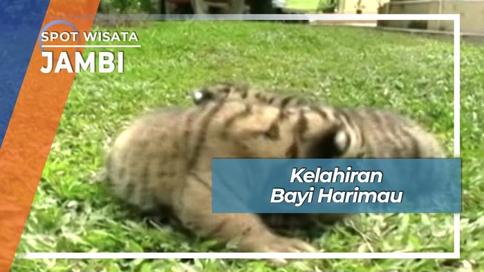 Kelahiran Bayi Harimau, Jambi