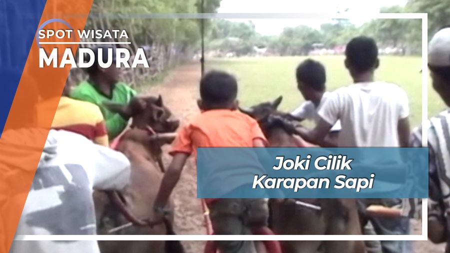 Joki Cilik Karapan Sapi, Madura