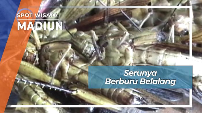 Serunya Berburu Belalang, Madiun