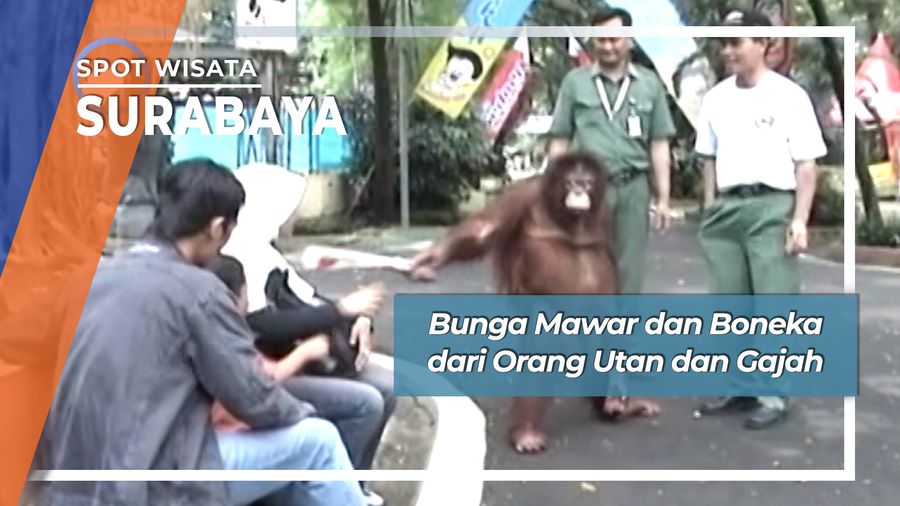 Bunga Mawar dan Boneka dari Orang Utan dan Gajah, Surabaya