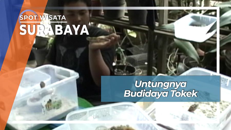 Untungnya Budidaya Tokek, Surabaya