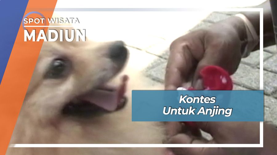 Kontes Untuk Anjing, Madiun