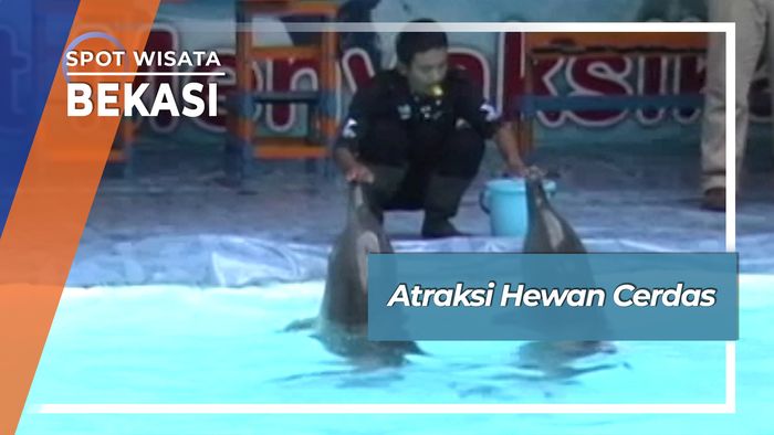Atraksi Hewan Cerdas, Bekasi