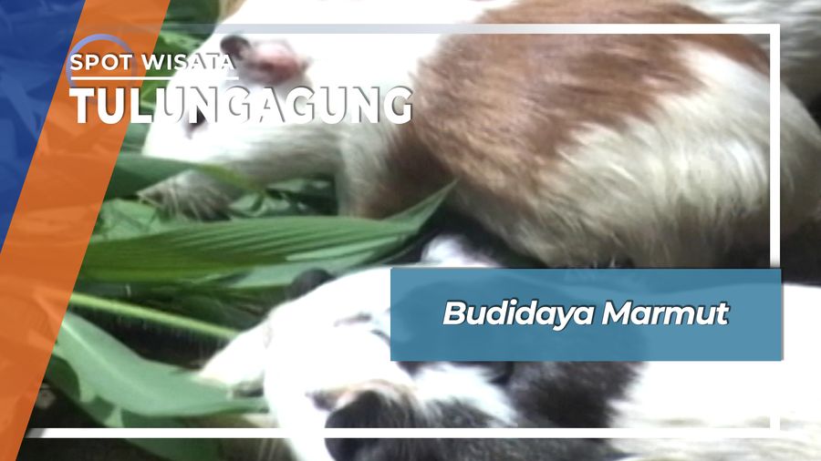 Budidaya Marmut, Tulungagung