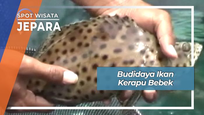 Budidaya Ikan Kerapu Bebek, Jepara