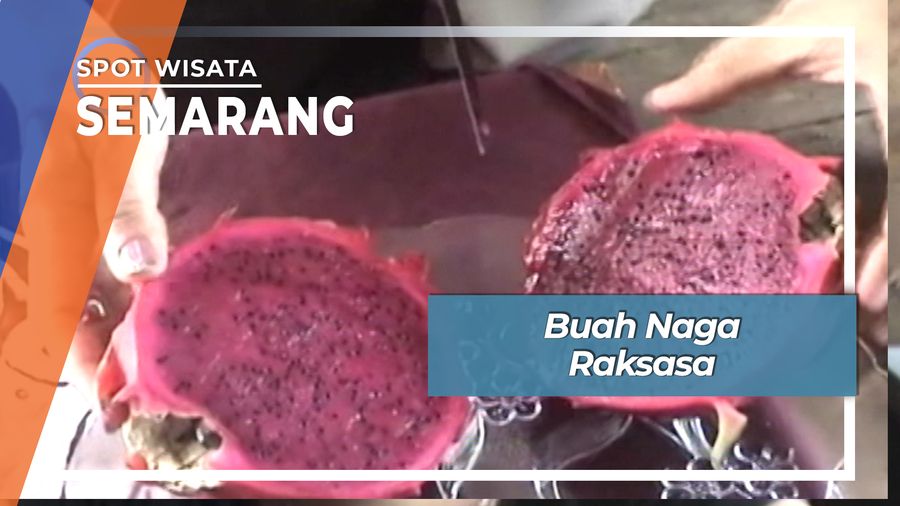 Buah Naga Raksasa, Semarang