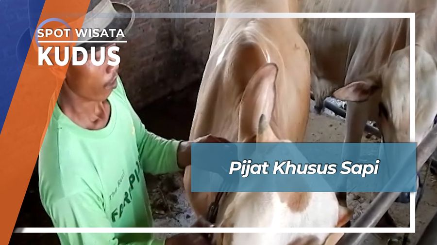 Pijat Khusus Sapi, Kudus