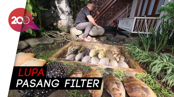 Karyawan Lalai, Ikan Seharga Ratusan Juta Milik Irfan Hakim Mati