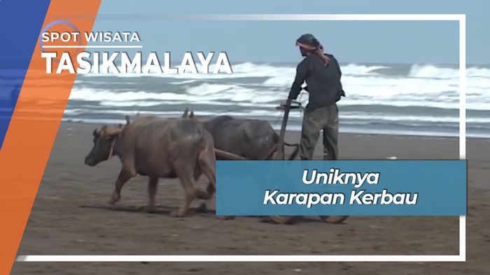 Munding, Karapan Kerbau Pantai Cipatujah Tasikmalaya