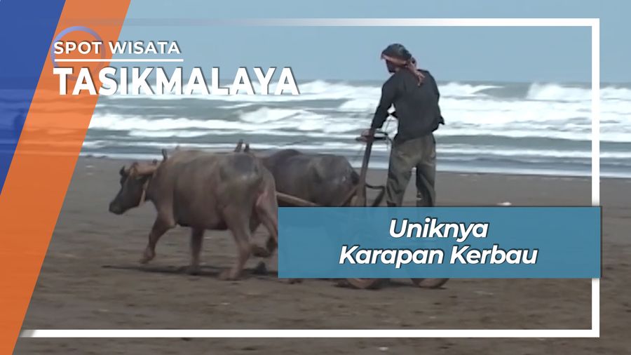 Munding, Karapan Kerbau Pantai Cipatujah Tasikmalaya