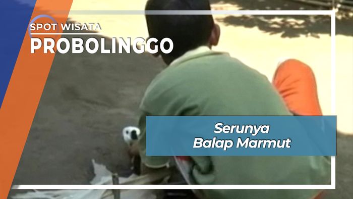 Serunya Balap Marmut Ala Probolinggo Jawa Timur