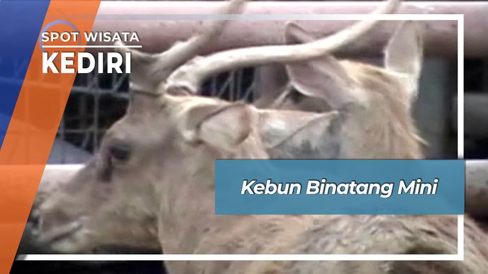 Kebun Binatang Mini Balowerti Kediri