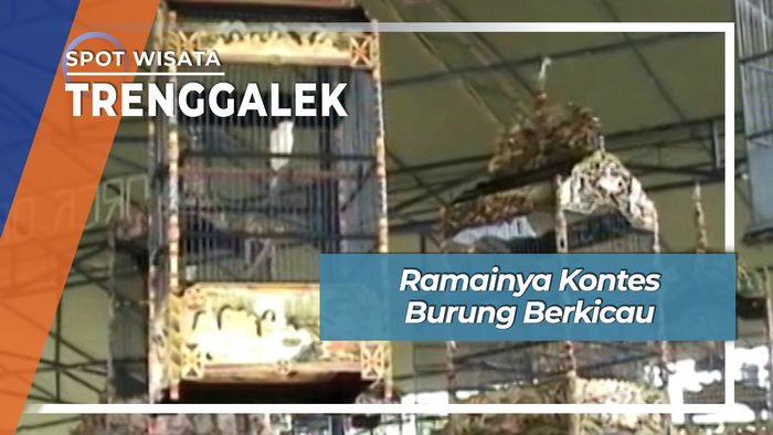 Ramainya Kontes Burung Berkicau, Trenggalek