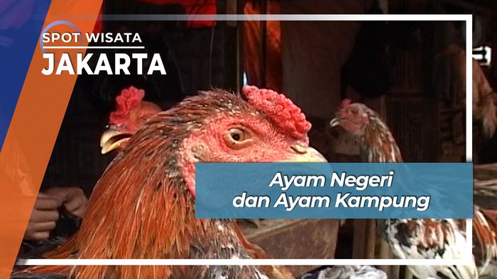 Ayam Negeri dan Ayam Kampung, Jakarta