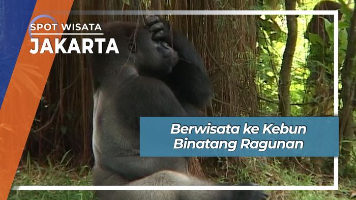Berwisata ke Kebun Binatang Ragunan