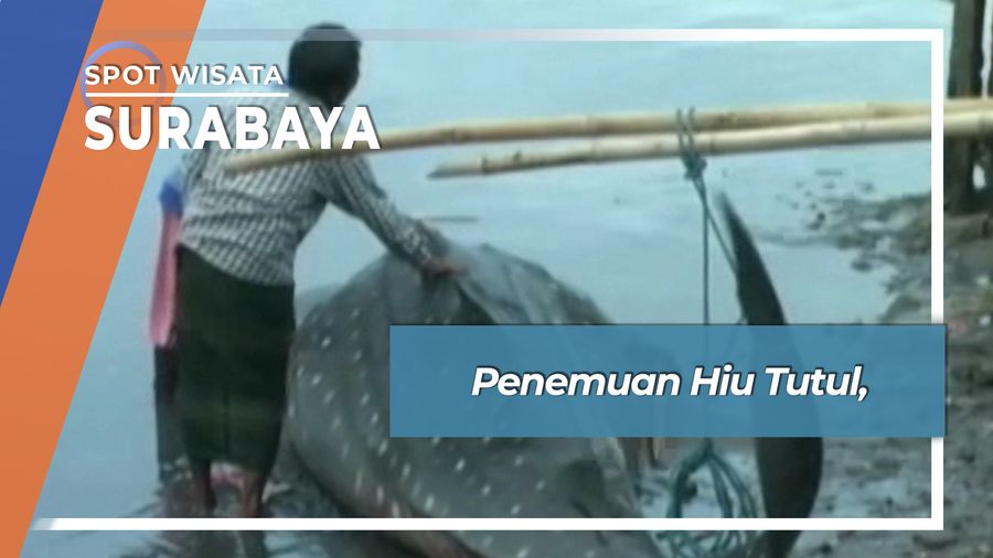 Penemuan Hiu Tutul, Surabaya