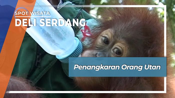 Penangkaran Orang Utan, Deli Serdang