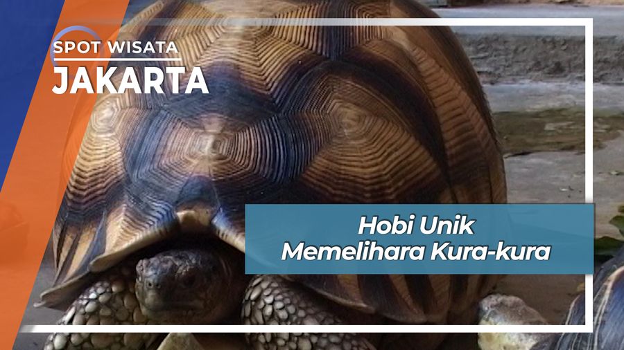 Hobi Unik Memelihara Kura-kura, Jakarta