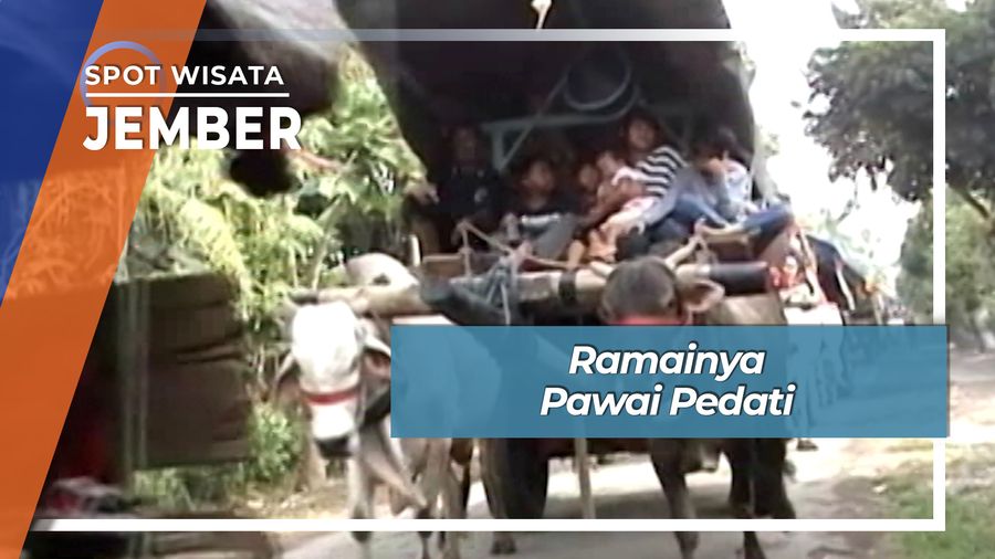 Ramainya Pawai Pedati, Jember