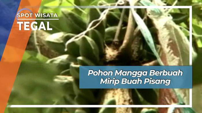 Aneh Mangga Berbuah Mirip Buah Pisang Tegal Jawa Tengah