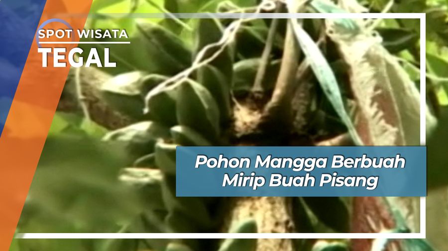 Aneh Mangga Berbuah Mirip Buah Pisang Tegal Jawa Tengah