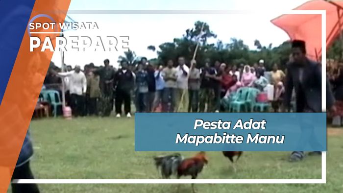 Pesta Adat Mapabitte Manu Paccekke Soppeng Parepare 