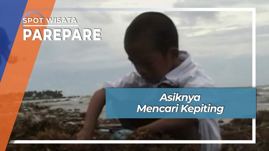 Asik Seru Mencari Kepiting Pantai Parepare
