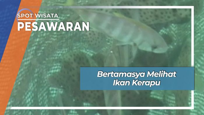 Wisata Bahari Ikan Kerapu Pulau Balak Pesawaran Lampung