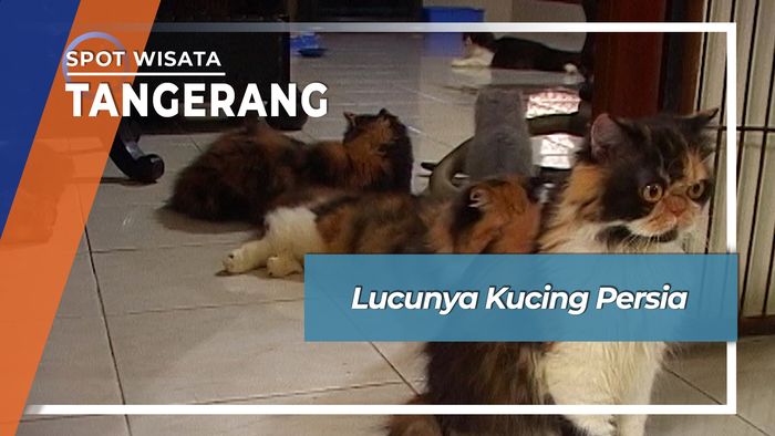 Imut Lucu Kucing Persia Tangerang Banten