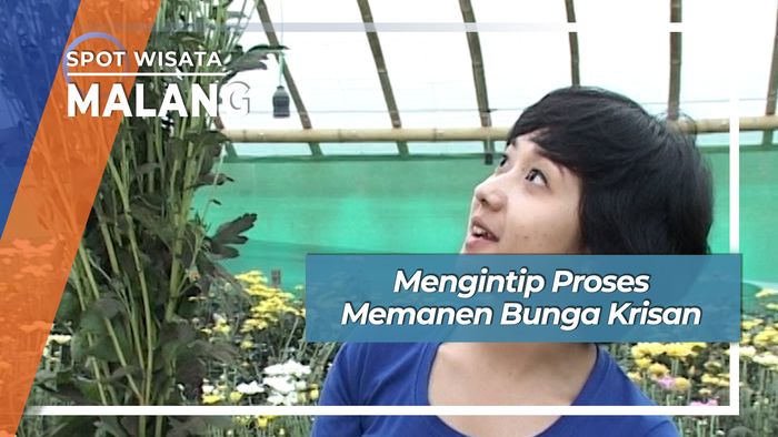 Mengintip Panen Bunga Krisan Malang Jawa Timur