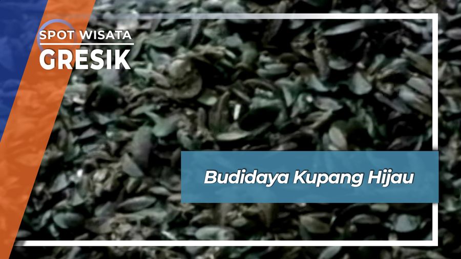 Budidaya Kupang Hijau, Gresik
