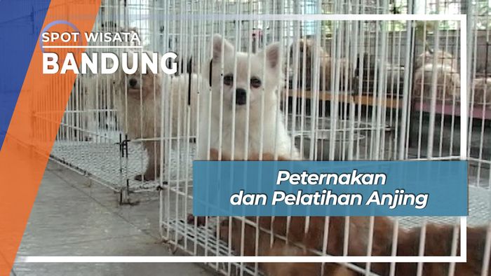 Peternakan dan Pelatihan Anjing, Bandung