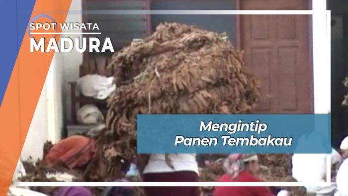 Mengintip Panen Tembakau, Madura
