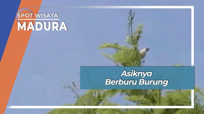 Asiknya Berburu Burung, Madura