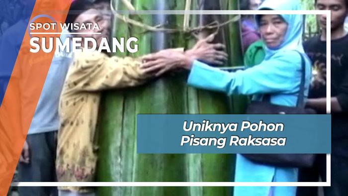 Uniknya Pohon Pisang Raksasa, Sumedang 