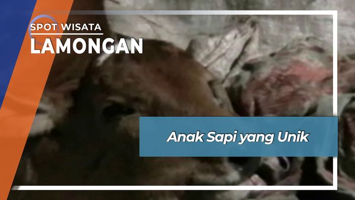 Anak Sapi yang Unik, Lamongan