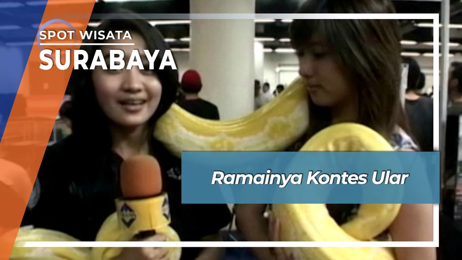 Ramainya Kontes Ular, Surabaya