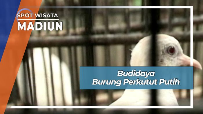 Budidaya Burung Perkutut Putih, Madiun